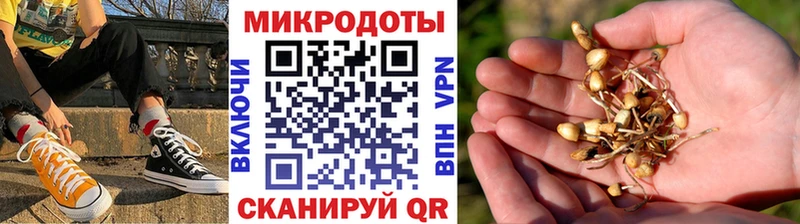 закладка Обоянь Псилоцибиновые грибы мицелий